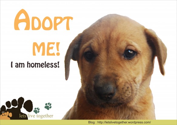 SHELTERS, RESCUED DOGS, ADOPT A DOG or A PUPPY!!!