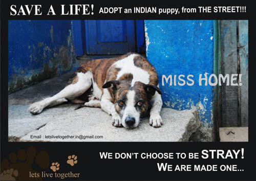RESCUED DOGS, ADOPT A DOG or A PUPPY!!!