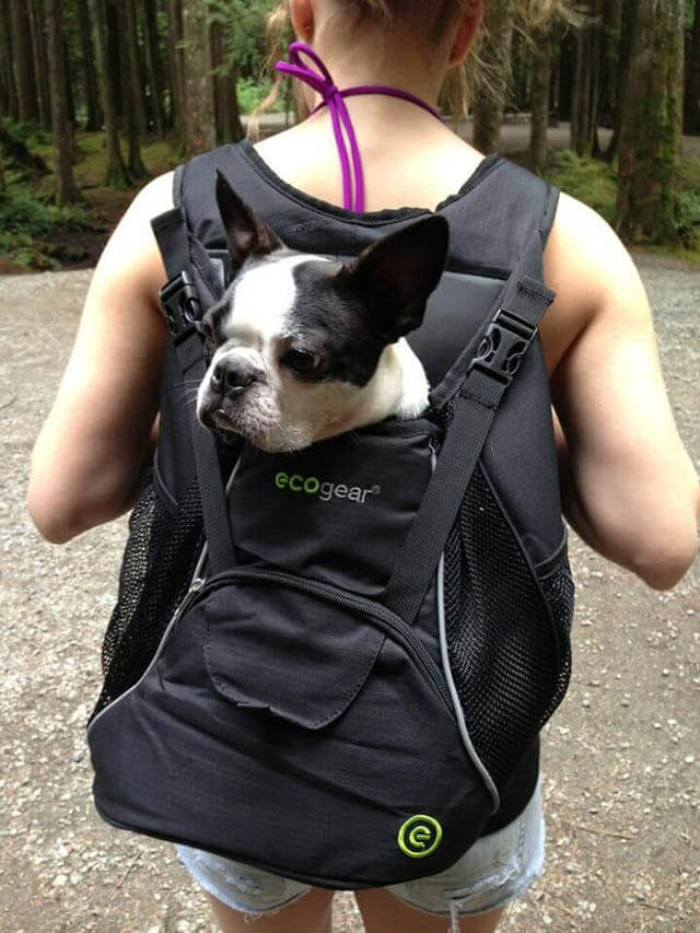 CAMPING & BACKPACKING WITH YOUR DOG