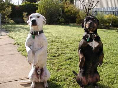 Dog Training School Obedience Video Tips