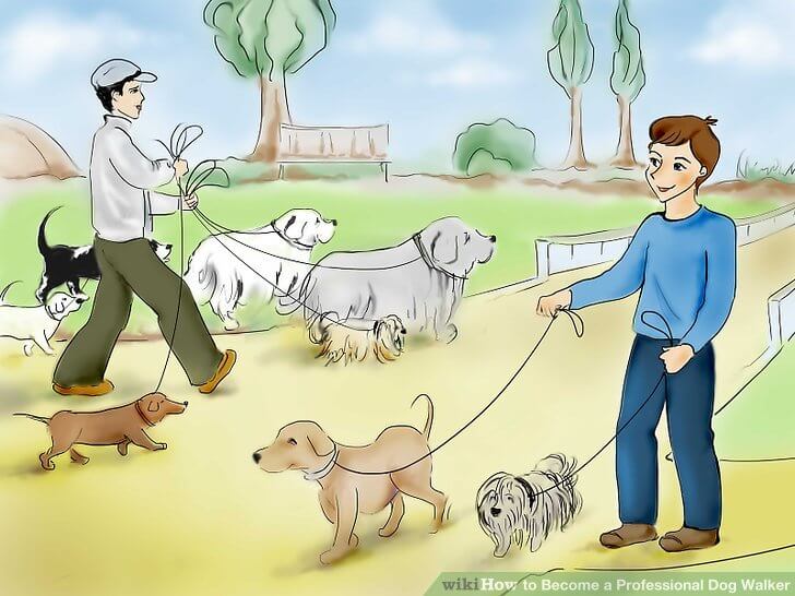 PROFESSIONAL DOG WALKING & WALKERS
