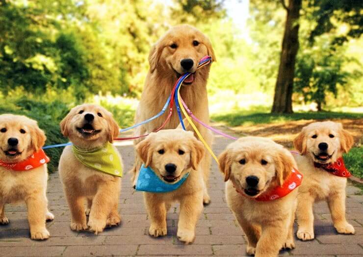 WALKING DOGS & PUPPIES