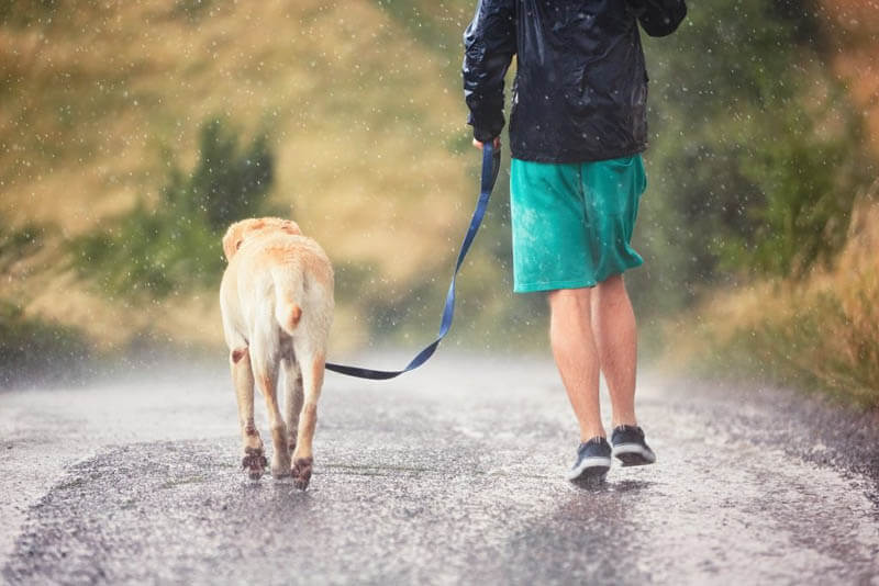 6 TIPS FOR WALKING YOUR DOG AT RAIN