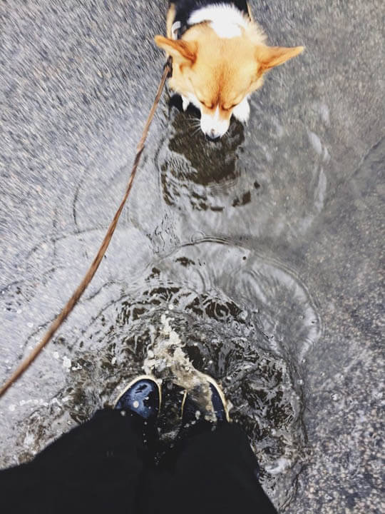 TIPS FOR WALKING YOUR DOG AT RAIN