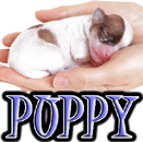 PUPPIES - DOGICA®