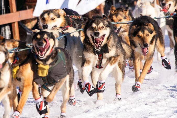 SUCCESSFUL DOG SLEDDING, Sled Dog Races