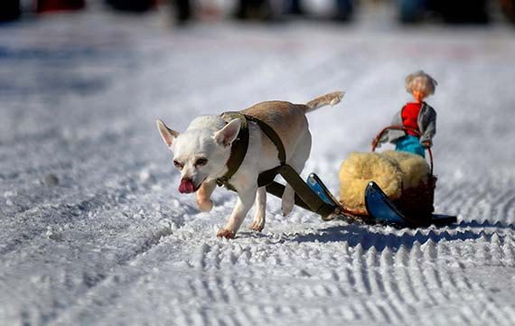 SUCCESSFUL DOG SLEDDING, Sled Dog Races