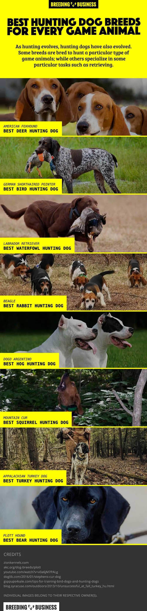 BEST HUNTING DOGS FOR EACH GAME