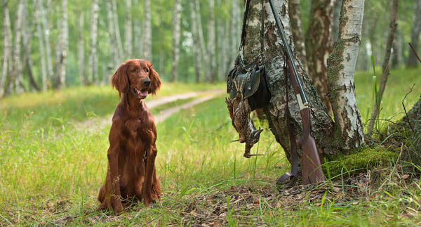 HUNTING DOGS CARE