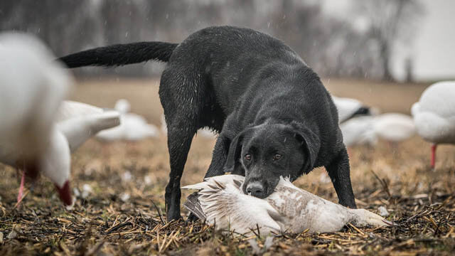 PHOTOS OF HUNTING DOGS