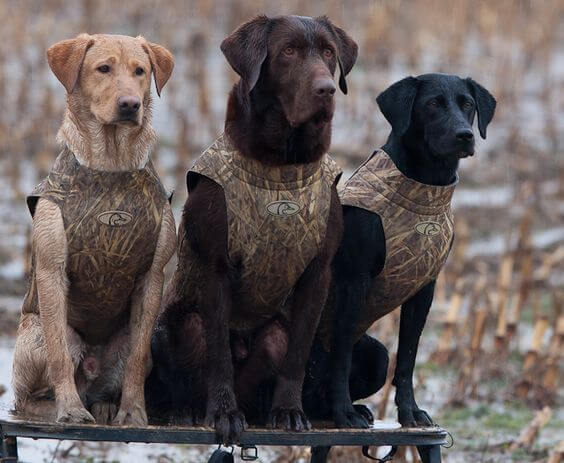 THE CATEGORIES of HUNTING DOGS