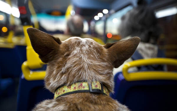THE ULTIMATIVE DOG TRAVEL GUIDE