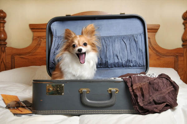 THE ULTIMATIVE DOG TRAVEL GUIDE - BEST PET TRAVELING SITES