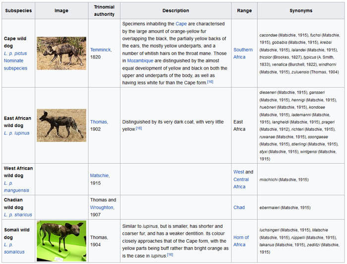 AFRICAN WILD DOGS EVOLUTION BY WWW.WIKIPEDIA.ORG