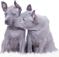 DOGICA® World of Dog & Puppy ˁ˚ᴥ˚ˀ