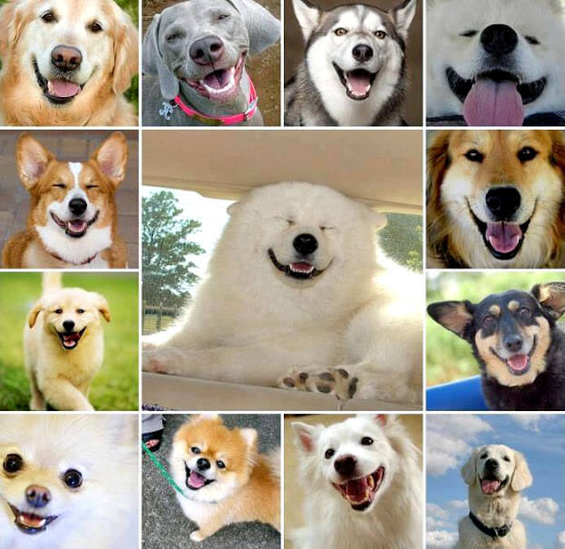 Dog smile, Do dogs smile?