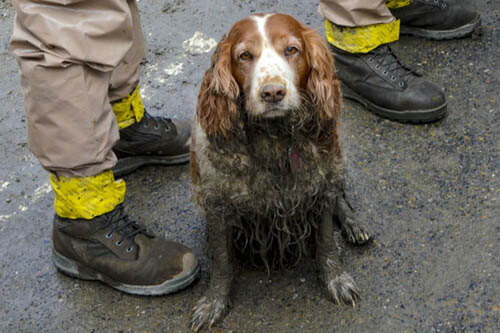 HEROIC DOG