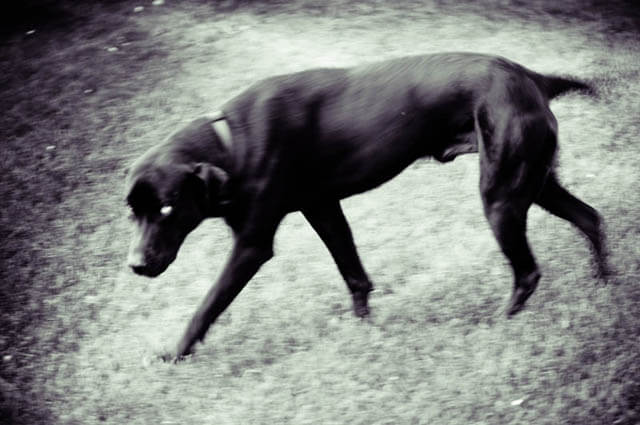 Can Your Dog See Ghosts?