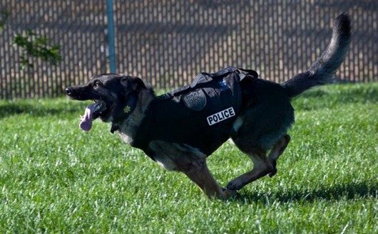 HERO DOG