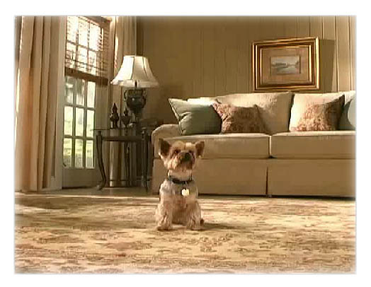 DOG TRICKS