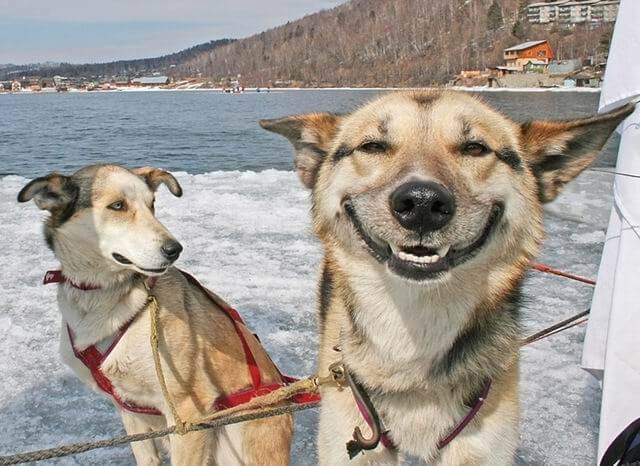 smiling dogs, dogs smile