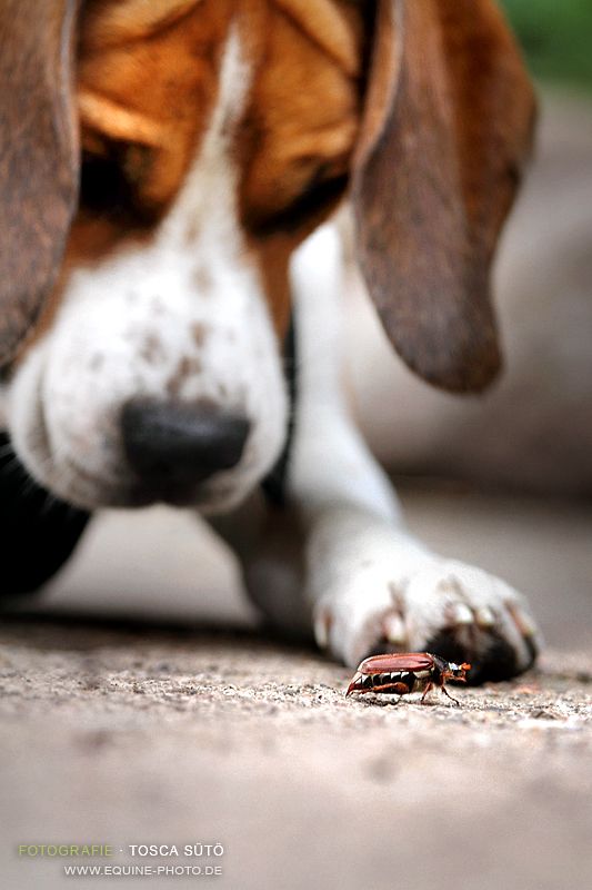 DOG FLEA and TICK