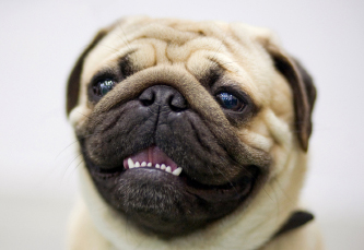 Dog Facial Expressions & Smiles