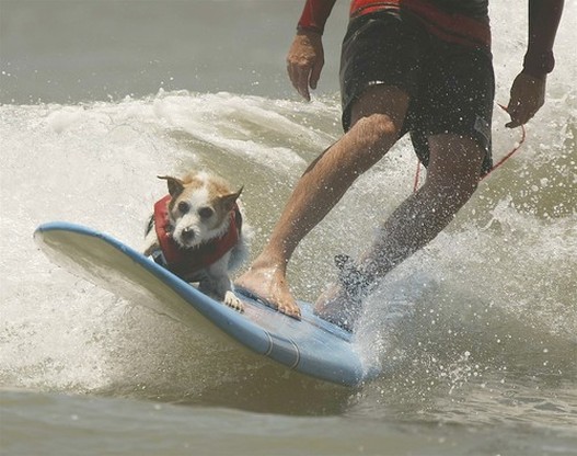 dog surf - photo (c) by SoCal Surf