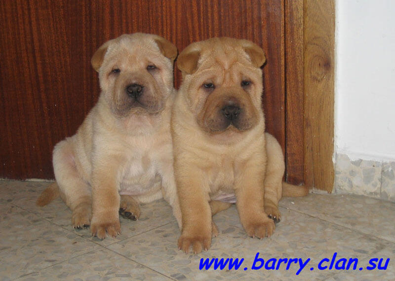 buy and sale dog and puppy