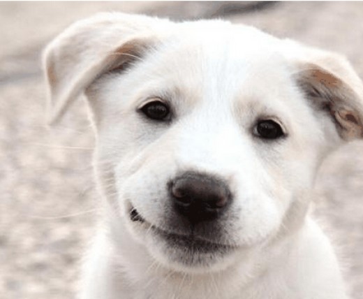 Dog Smiles