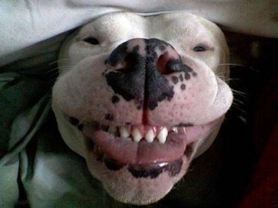 Dog smile