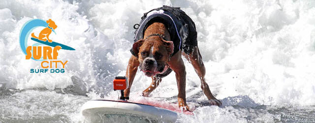Surfing dog competitions