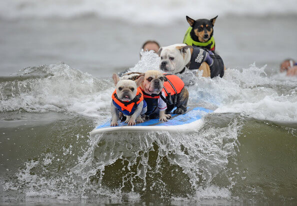 Surfing dog competitions