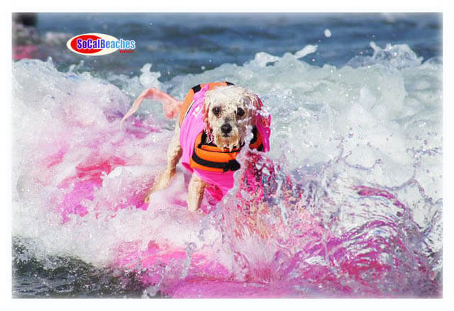 54 REASONS WHY YOU SHOULD TAKE YOUR DOG TO Surfing dog competitions!