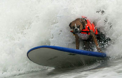 Teach dog surf