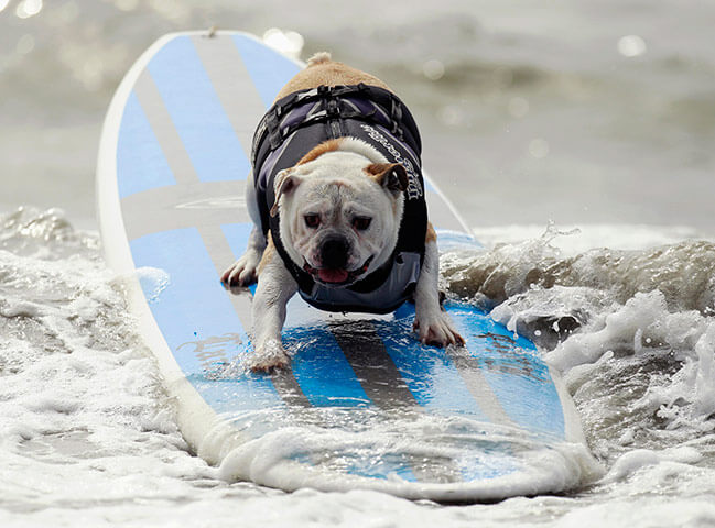 surfing dogs and puppies