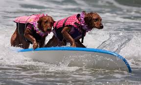 surfing dogs