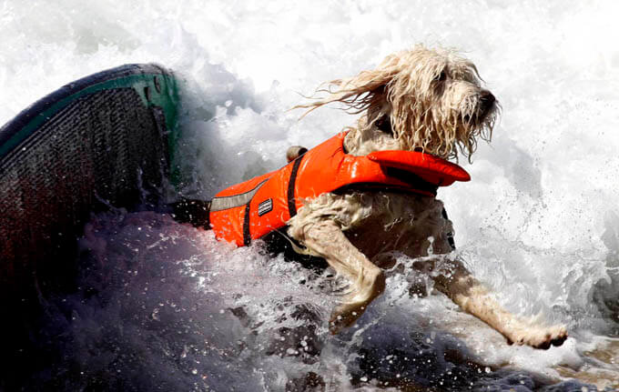 Teach dog surf