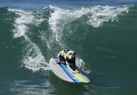 DOG SURF-A-THON
