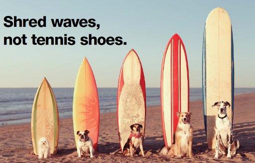 Free Surfing Dogs Photos