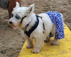 surfing dogs