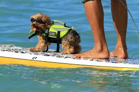 HAWAIIAN SURFING DOGS MAGAZINE
