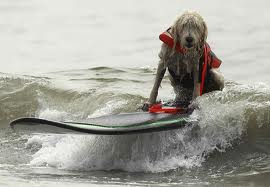SURFING DOGS