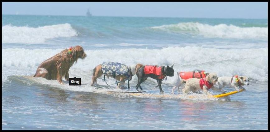 Surfing Dog Records