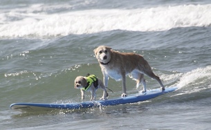 Surfing Dog Competition, Contest, Names