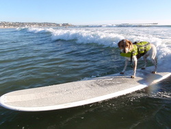 Surfing Dog Competition, Contest, Names