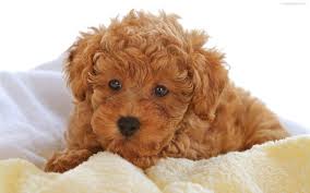 Dogs and Puppies - Pups, Puppy, Sale, Find, Puppy Names