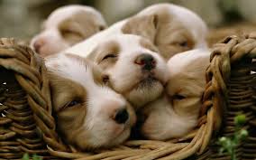 Puppies, Puppy, Pup, Pups