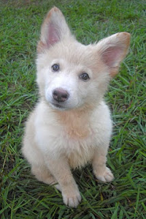 Dogs and Puppies - Online Cameras: Pups, Puppy, Sale, Find, Puppy Names