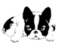 DOGS & PUPPIES